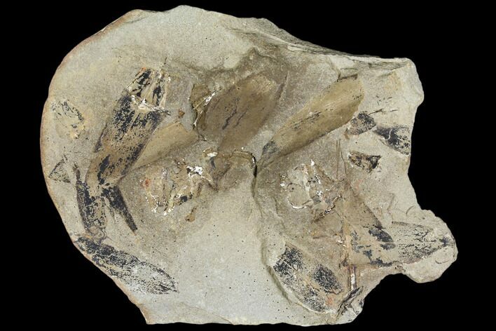 Macroneuropteris Fern Fossils - Mazon Creek #106059
